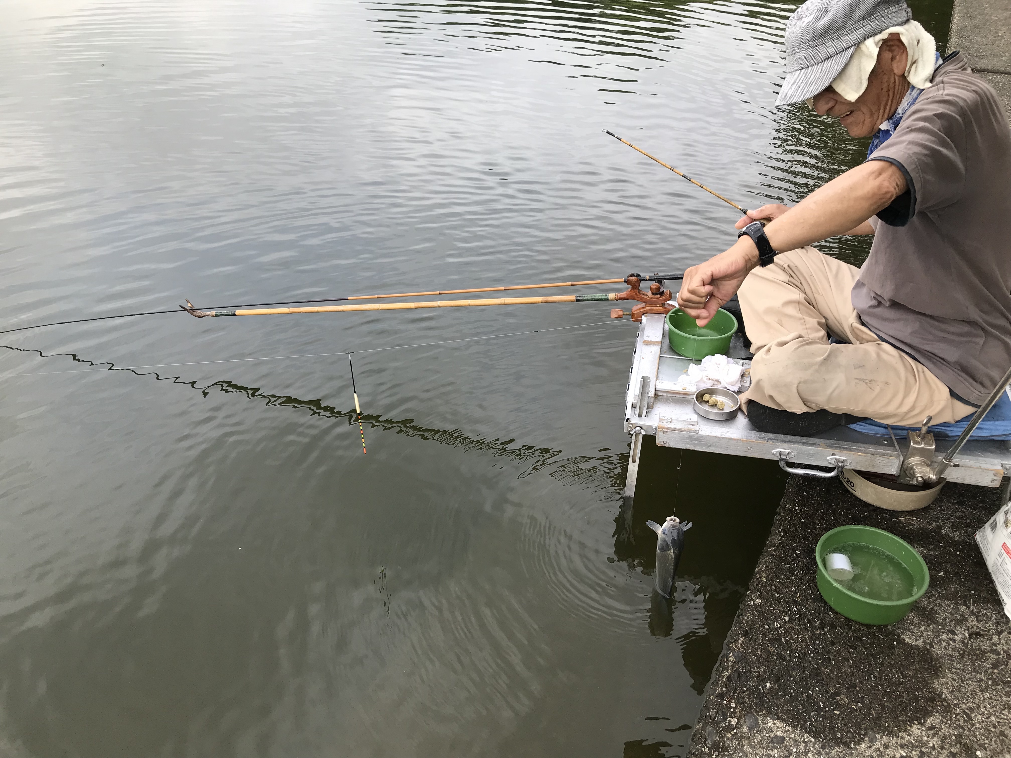 知ってた 千種区内で魚釣りができるのは 平和公園の 猫ヶ洞池 ちくさん