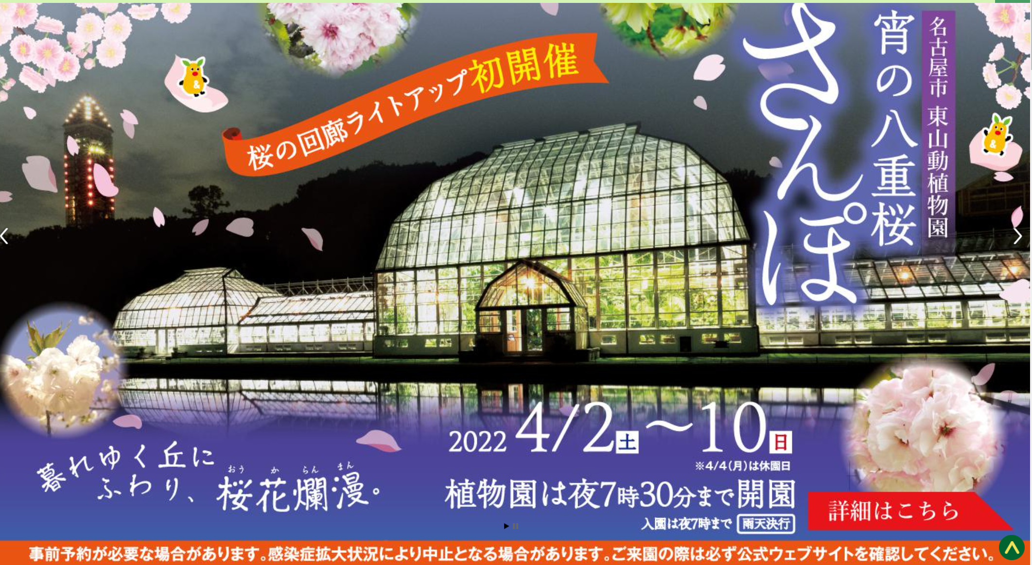 イベント 4 2 10 宵 よい の八重桜さんぽ が東山動植物園で開催 桜の回廊ライトアップは初めて ちくさん